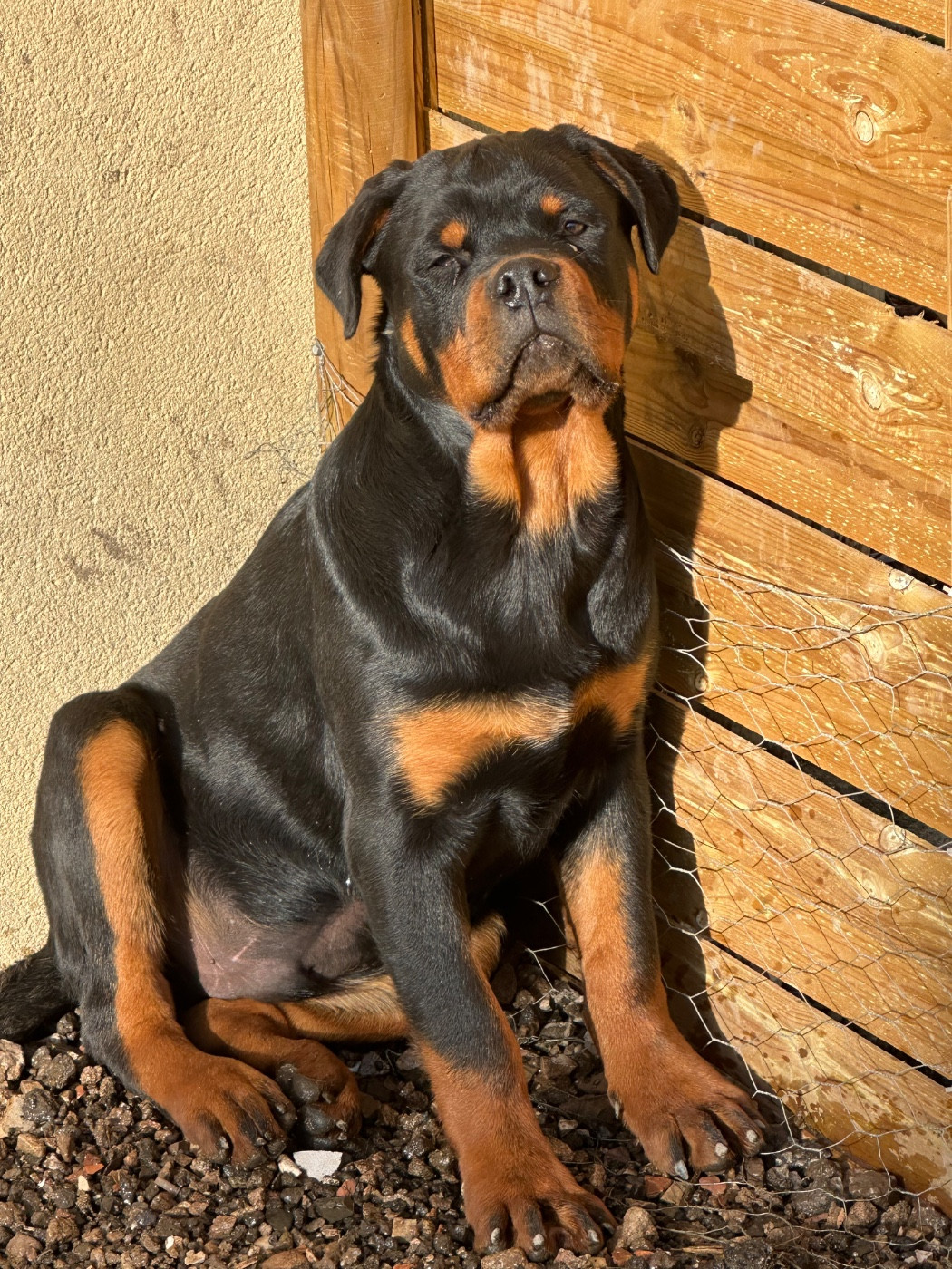 Alpha Du Temple D'Adranos