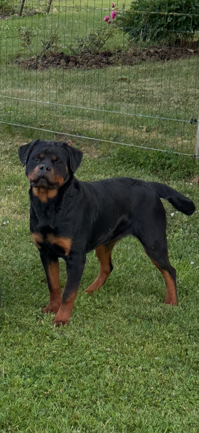 Apy Du Dog-Builder