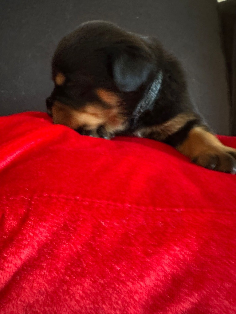 Du Dog-Builder - Chiots disponibles - Rottweiler