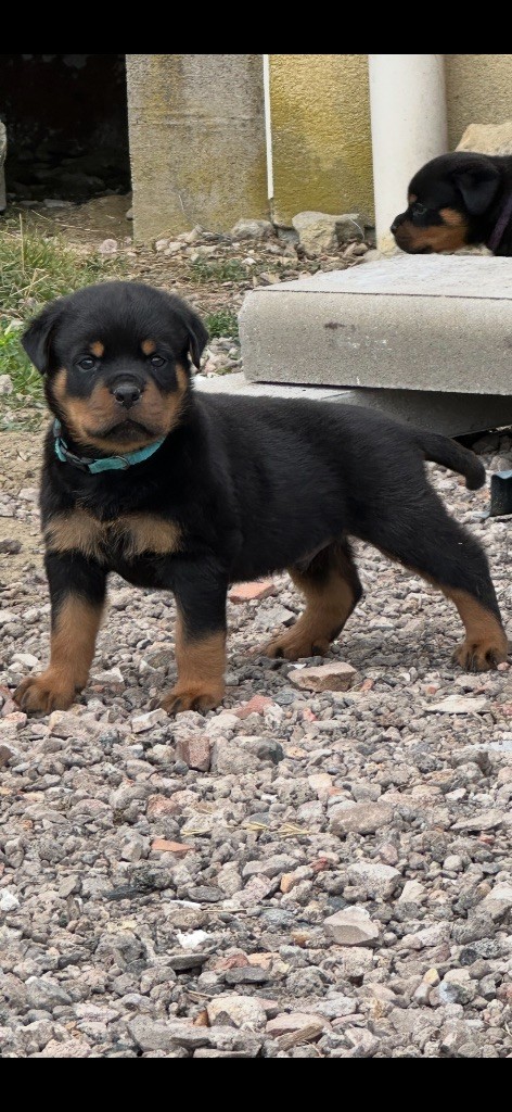 Du Dog-Builder - Chiots disponibles - Rottweiler