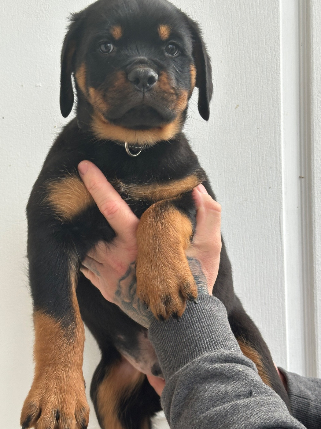 Du Dog-Builder - Rottweiler - Portée née le 26/09/2025