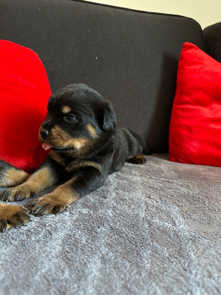 Du Dog-Builder - Chiots disponibles - Rottweiler