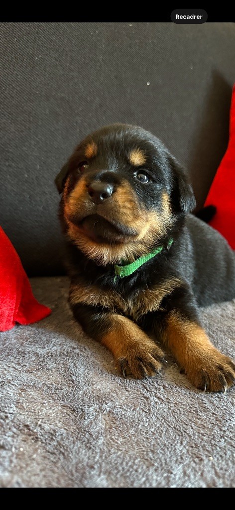 Du Dog-Builder - Chiots disponibles - Rottweiler