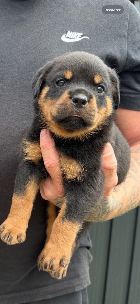 Du Dog-Builder - Chiots disponibles - Rottweiler