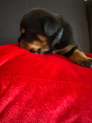 CHIOT 6