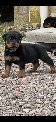 CHIOT 4