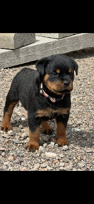 CHIOT 6