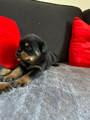 CHIOT 9