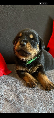 CHIOT 2