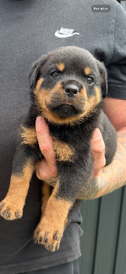 CHIOT 3