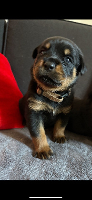 CHIOT 1