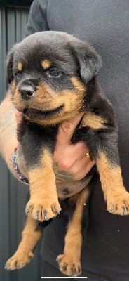 CHIOT 5