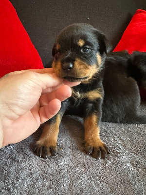 CHIOT 4