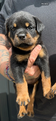 CHIOT 1