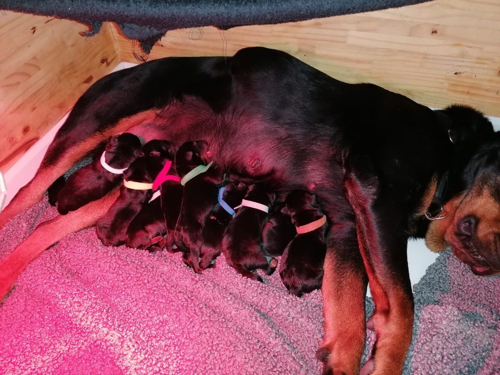 Chiot Rottweiler Du Dog-Builder