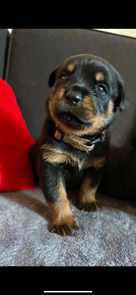 Du Dog-Builder - Chiots disponibles - Rottweiler