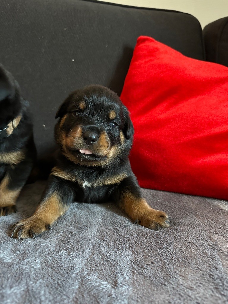 Du Dog-Builder - Chiots disponibles - Rottweiler