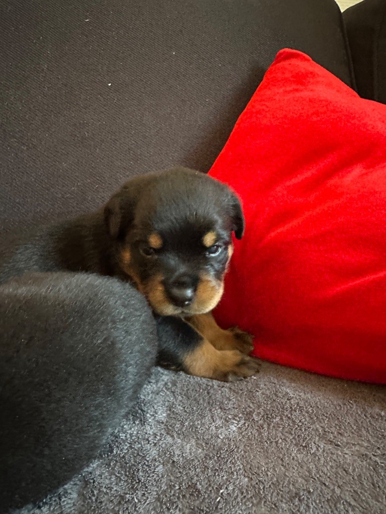 Du Dog-Builder - Chiots disponibles - Rottweiler