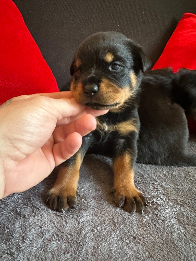 Du Dog-Builder - Chiots disponibles - Rottweiler